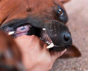 What Is the Statute of Limitations for a Dog Bite Claim in New York?