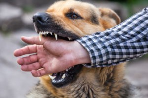 Suffolk County Dog Bite Lawyer