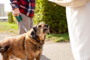 Can You Sue Someone for a Dog Bite in New York?